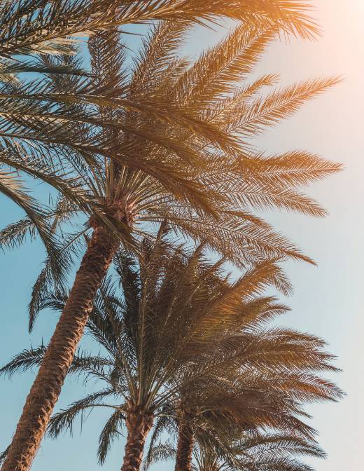 Trois palmiers sous un ciel bleu vu de dessous