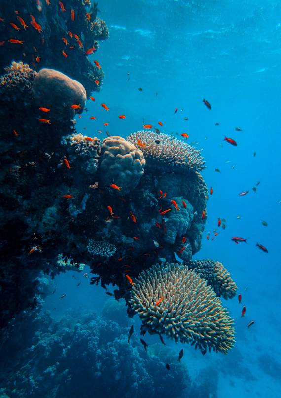 Paysage sous-martin avec des poissons tropicaux qui nagent autour d'anémones