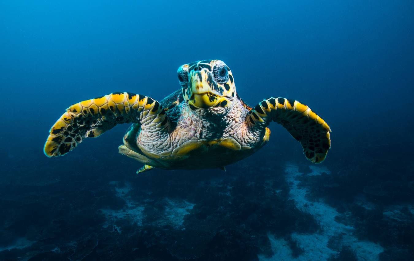 Tortue de mer vue de face