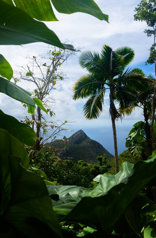 Plantes tropicales de l'île Saint-Martin en avant-plan avec une vue d'une montagne en arrière-plan