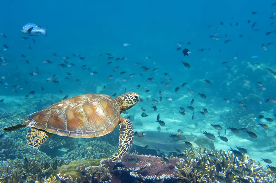 Sea turtle swimming among fish.
